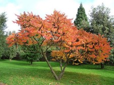 Rhus Typhina (Staghorn Sumac