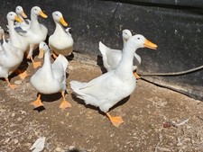 12 Jumbo Pekin Hatching Duck