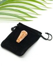 Authentic Spinosaurus Tooth