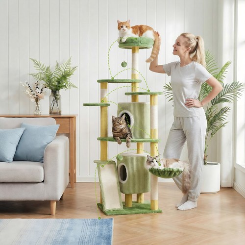 155cm large cat - 155cm, activity