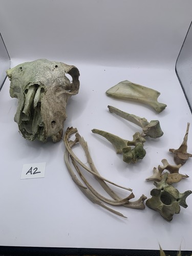 Sheep skull taxidermy - sheep,