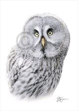 GREAT GREY OWL colour pencil