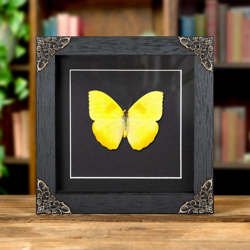 Orange barred sulphur - orange-barred,