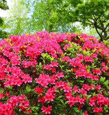Azalea Japonica Excelsior -