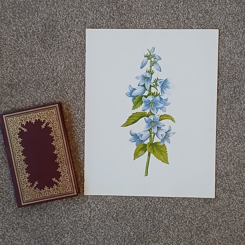 Vintage 1979 bluebell - 1979,