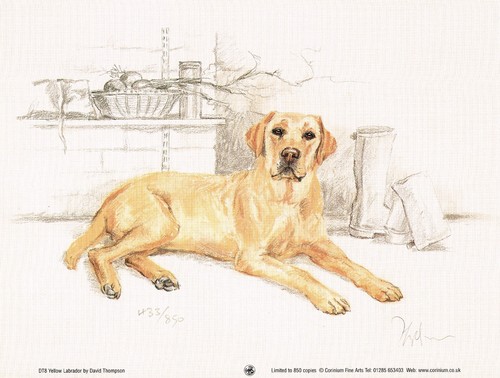 Yellow labrador print - labrador, print,