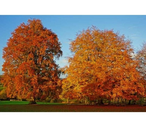 Fagus sylvatica seeds - 20,
