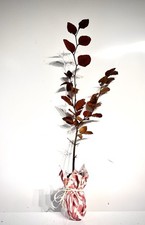 Gift A Copper Beech Sapling