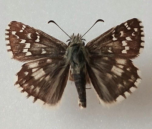 Pyrgus malvae grizzled skipper - pyrgus,