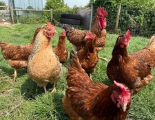 6 Mixed Poultry Eggs – Hardy Backyard Hybrids (Cream Legbar × Rhode Island Blend