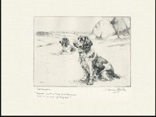 WELSH SPRINGER SPANIEL VINTAGE