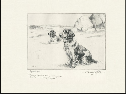 Welsh springer spaniel - welsh,