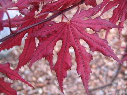 Acer palmatum purple - acer,