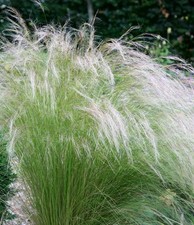 Pony Tail grass x 1 plug