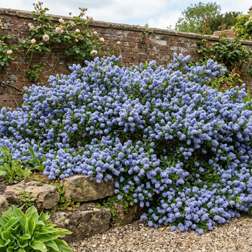Large plant ceanothus - large,