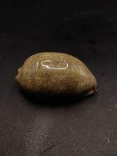 Large Green Cypraea mauritia