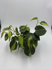 Philodendron Brasil 12cm Pot