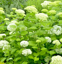 Hydrangea ‘Annabelle’