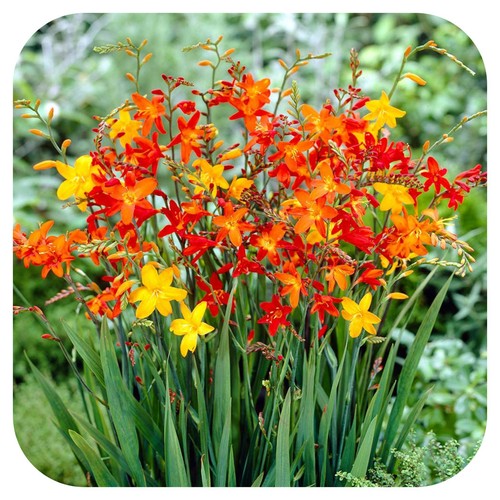 Crocosmia small flowering bulb - crocosmia,