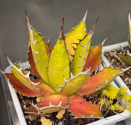 14cm rare live house - rare, plant