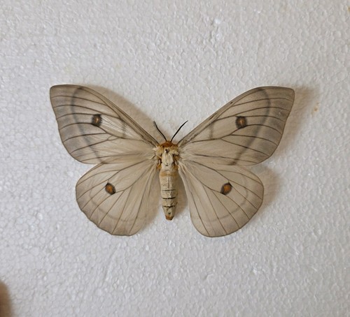 Ceranchia appolina ghost - ceranchia,