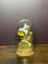 Glass-Domed Cepora nerissa