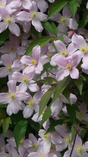 Clematis montana elizabeth - clematis,