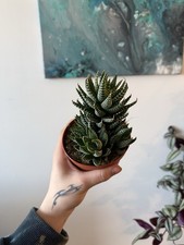 Triple Haworthia Fasciata
