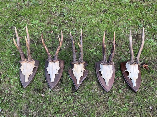 Nice roe deer buck - 5x,