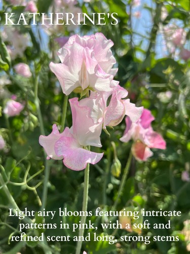 Katherines sweet pea seeds - katherines,