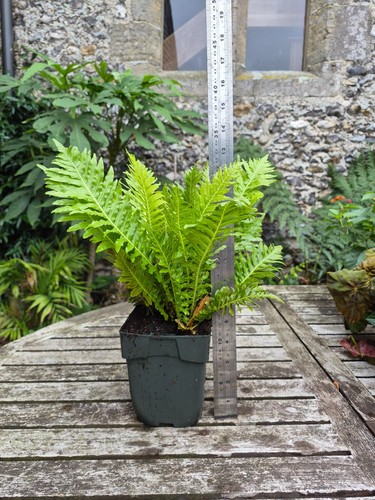 Blechnum gibbum dwarf tree - gibbum,