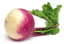 Vegetable - Turnip - Veitches Red Globe - 300 Seeds - Economy
