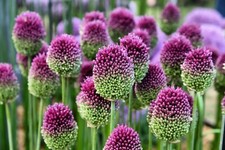 20x Allium DRUMSTICK Spring