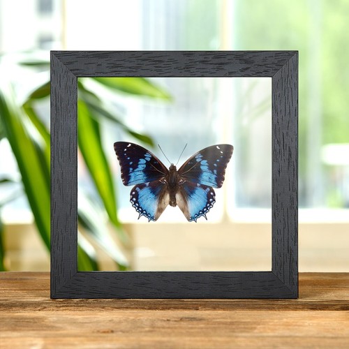 Western blue charaxes - western,