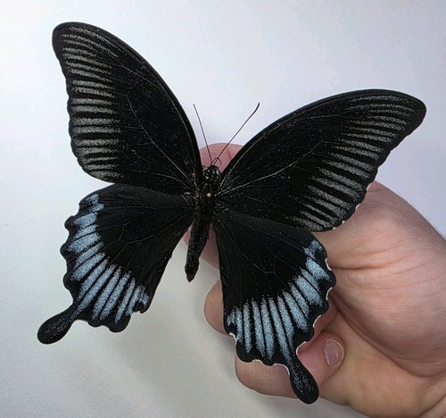 Large papilio ascalaphus - large,