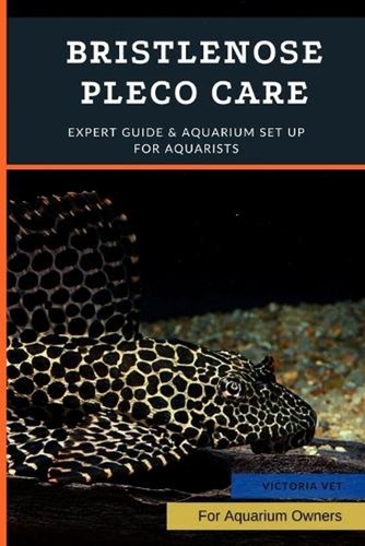 Bristlenose pleco care expert - bristlenose, care: