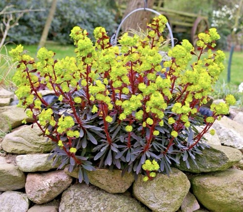 Euphorbia amygdaloides - euphorbia,
