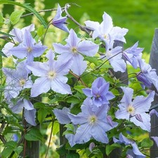 Clematis Blue Angel Hardy Deciduous Climbing Outdoor Garden Shrub in Plant Pot