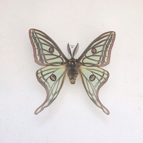 Spanish moon moth - spanish, graellsia