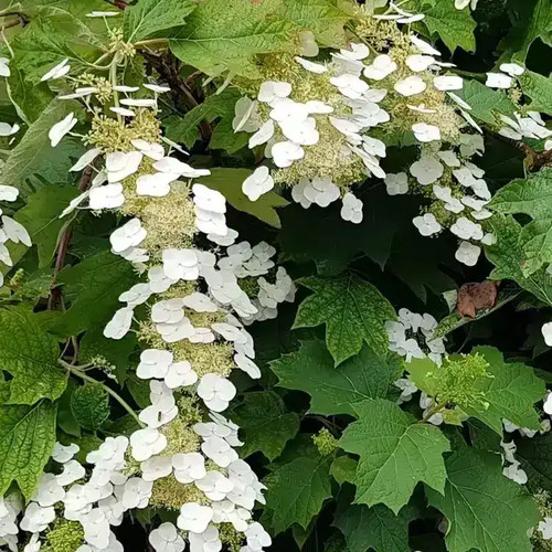 Hydrangea quercifolia snow - quercifolia, ‘snow