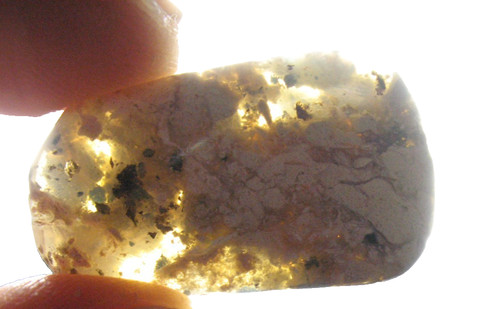 Cretaceous australian fossil - australian,
