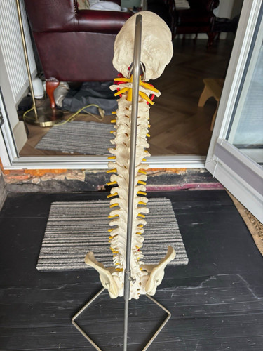 Scientific human spine - 3b,