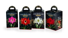 Deree Amaryllis Easy To Grow