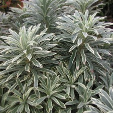 Evergreen Perennial, Euphorbia