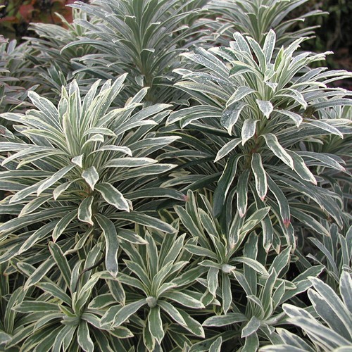 Evergreen perennial euphorbia - evergreen,