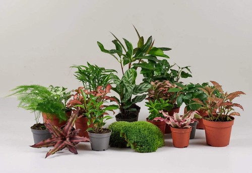 Terrarium plant selection - plant,