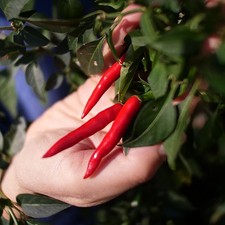 Cayenne ring fire chilli - cayenne, of