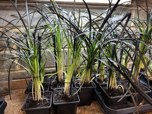 Black beard grass - black,