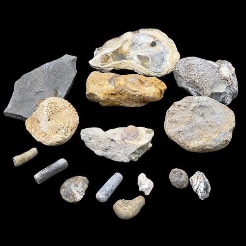 1kg british fossil - british,