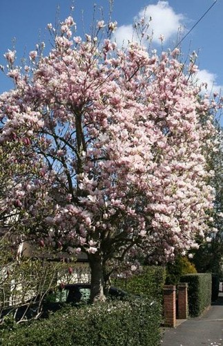 Magnolia soulangeana pot shrub - soulangeana,